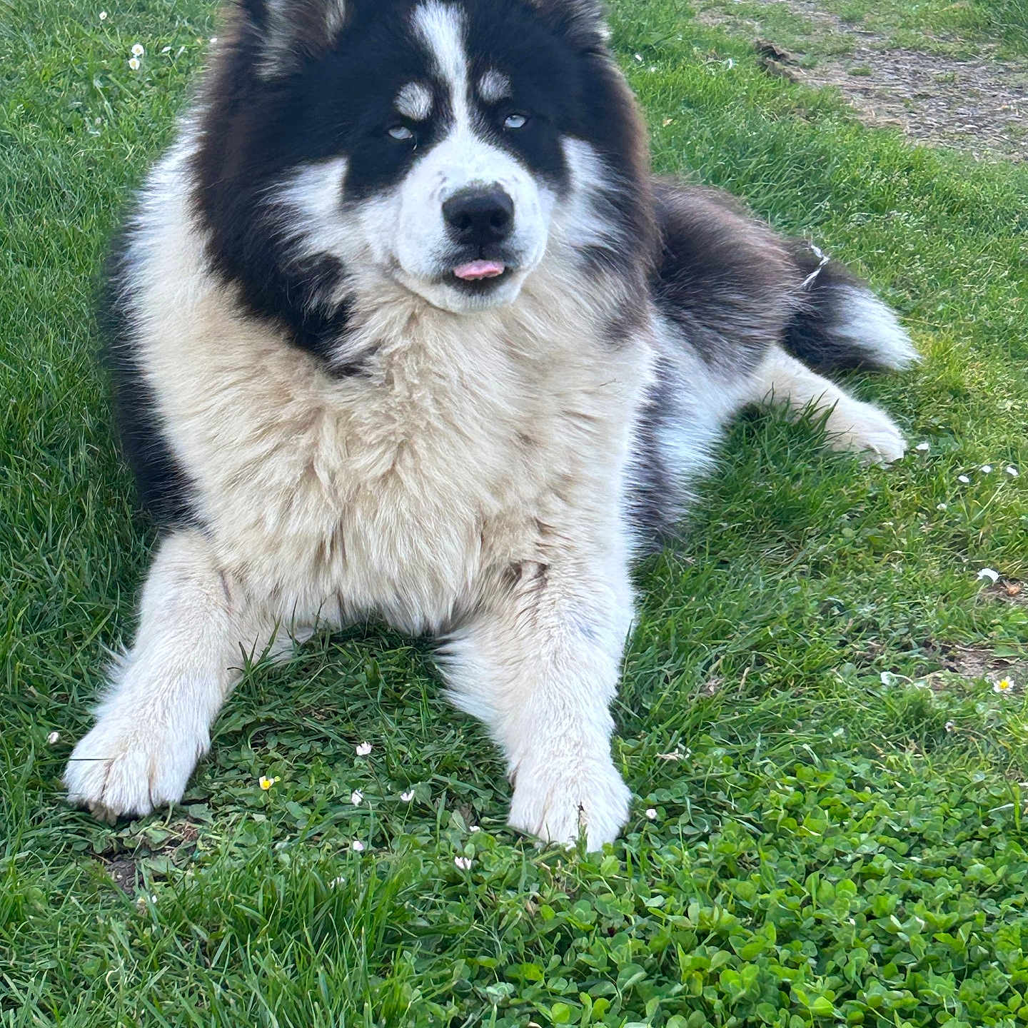 Colby