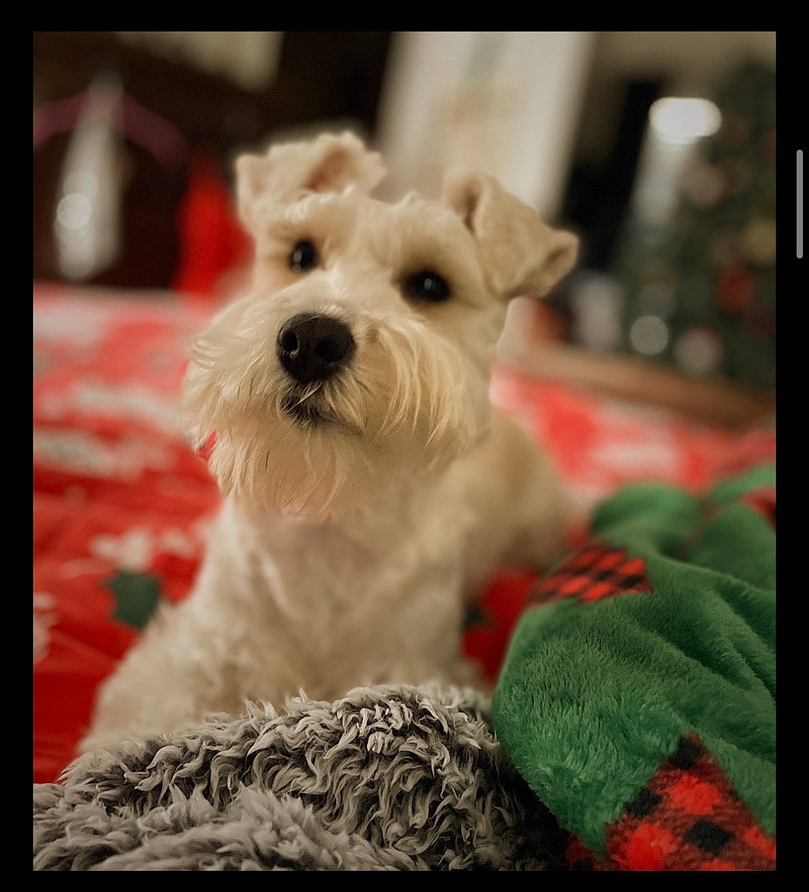 Winston is registered to the contest to win money with this photo: canidae, carnivore, collar, companion_dog, dog, dog_breed, dog_collar, fur, metal, non_sporting_group, pattern, puppy, rectangle, small_terrier, sporting_group, still_life_photography, terrier, toy_dog, whiskers, working_animal