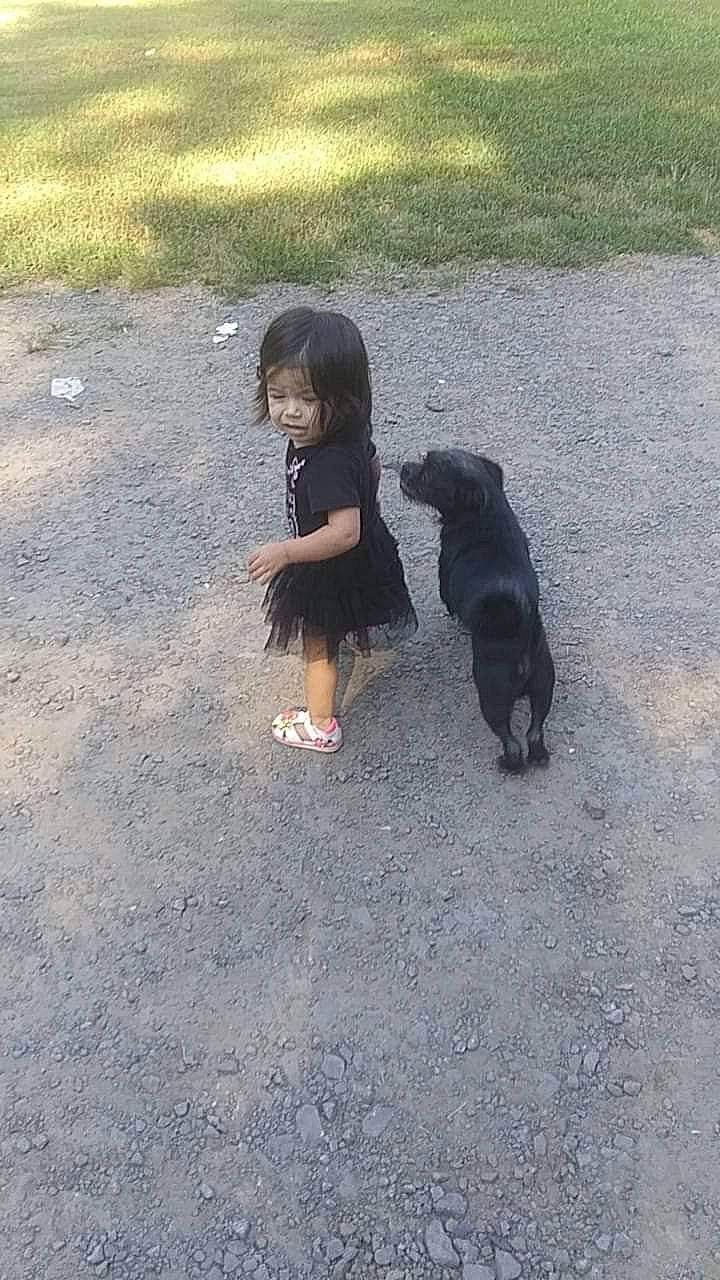 Alejandra joined the competition — help win amazing prizes! canidae, carnivore, child, companion_dog, dog, dog_breed, dog_walking, fawn, guard_dog, person, play, sorrow, sporting_group