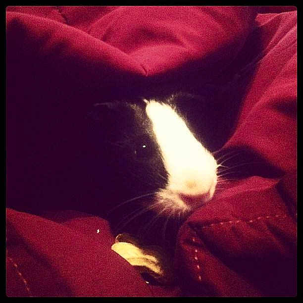 Marley