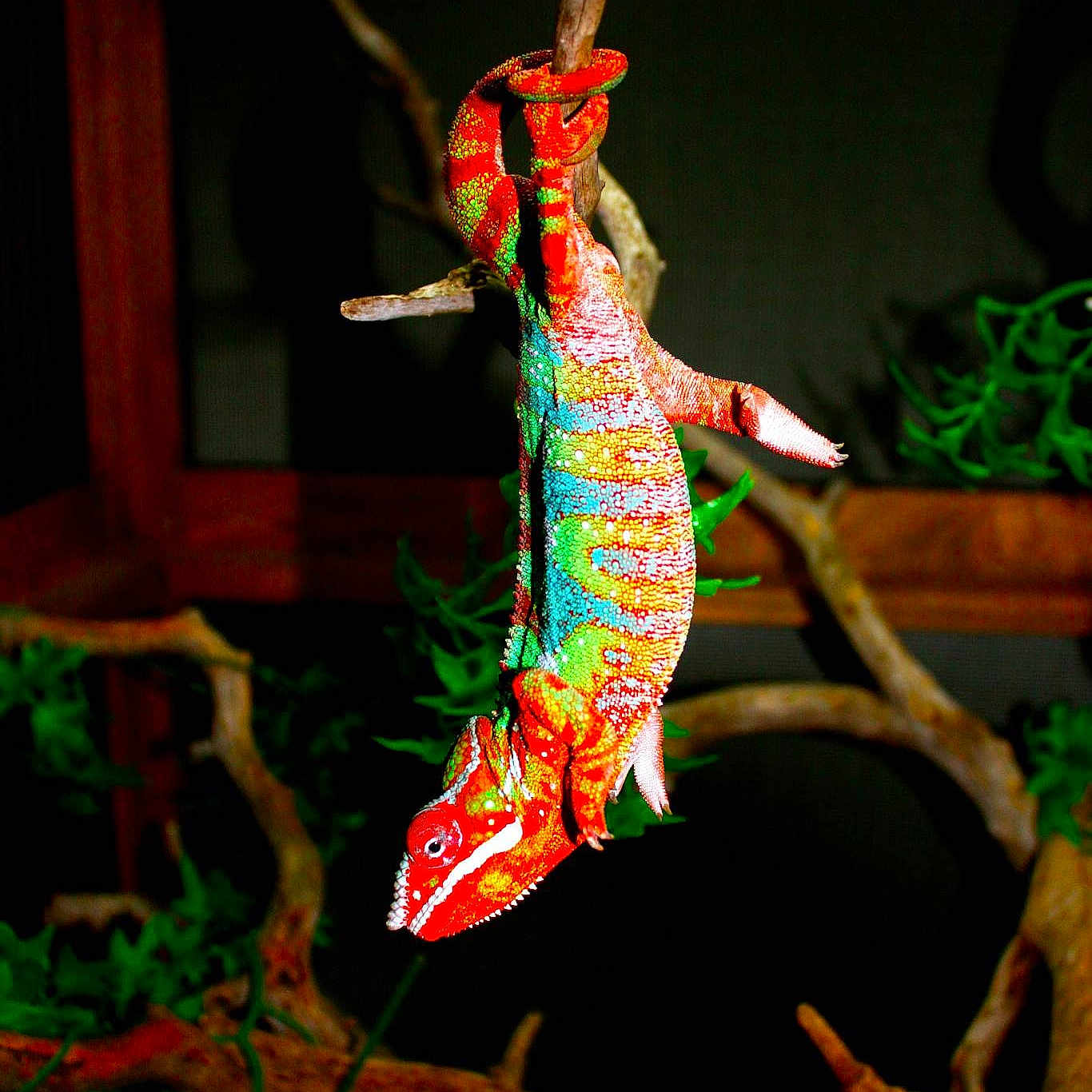Pascal