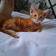 Vicki Brierley joined the competition — help win amazing prizes! kitten, orange_tabby, cat, bed, white_bedspread, foot, human, jewelry, decor, wall_hanging, indoors, feline, pet, cute, animal, resting, soft_light, closeup, young_cat, domestic_cat