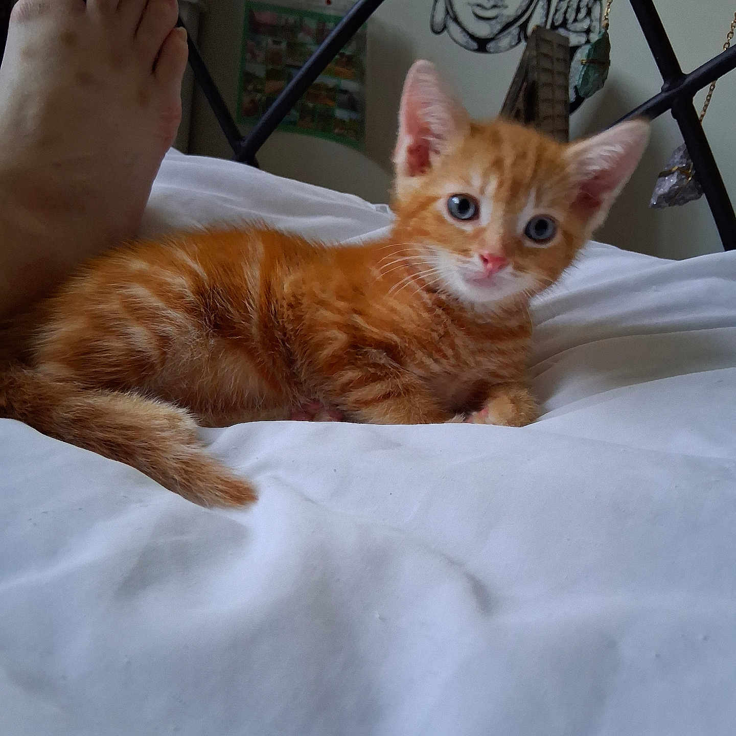 Vicki Brierley joined the competition — help win amazing prizes! animal, bed, cat, closeup, cute, decor, domestic_cat, feline, foot, human, indoors, jewelry, kitten, orange_tabby, pet, resting, soft_light, wall_hanging, white_bedspread, young_cat