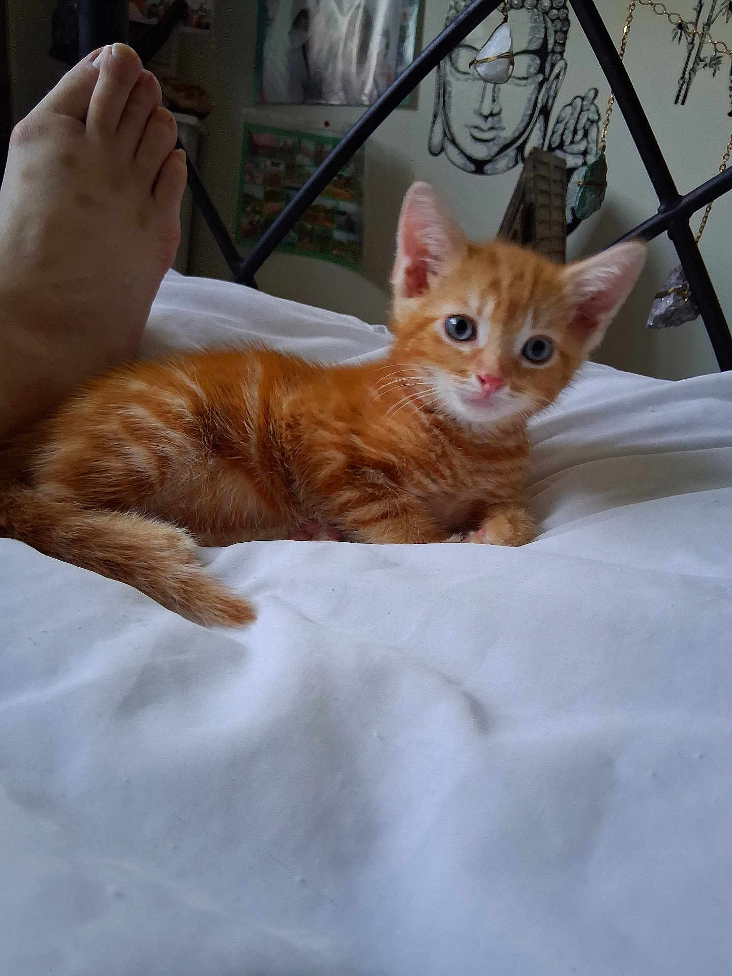 Vicki Brierley joined the competition — help win amazing prizes! kitten, orange_tabby, cat, bed, white_bedspread, foot, human, jewelry, decor, wall_hanging, indoors, feline, pet, cute, animal, resting, soft_light, closeup, young_cat, domestic_cat