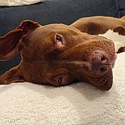 Dark participe au concours pour gagner de l'argent avec cette photo : animal, brown_dog, canine, closeup, companion, couch, cute, dog, ear, fluffy_blanket, fur, indoor, lying_down, pet, portrait, relaxed, resting, sleepy, snout, soft_texture