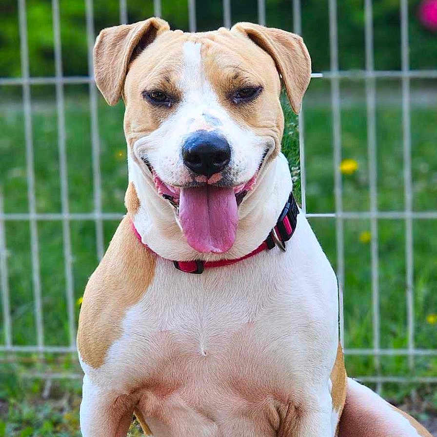 Kaly participe au concours pour gagner de l'argent avec cette photo : dog, ball, grass, fence, outdoor, pet, playful, tongue_out, happy, chewed_ball, collar, brown_and_white, sitting, nature, summer, canine, animal, toy, smiling, daylight