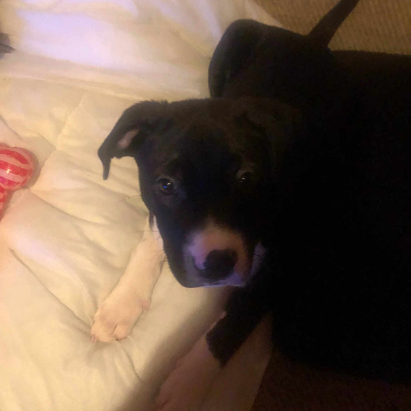 Bentley joined the competition — help win amazing prizes! animal, ball, bulldog, canine, couch, cushion, dog, face, furniture, head, homedecor, hound, indoors, labradorretriever, person, pet, puppy, sport, tennis, tennisball