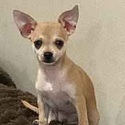 Panchito is registered to the contest to win money with this photo: alert, animal, canine, chihuahua, companion, curious, cute, dog, domestic_animal, ears, facing_camera, furry_blanket, indoor, mammal, pet, portrait, sitting, small_dog, tan_dog, young_dog
