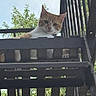 cat, orange_cat, white_cat, animal, pet, feline, portrait, face, eyes, ears, whiskers, outdoor, balcony, wooden_railing, fence, trees, foliage, daylight, curious, looking_at_camera