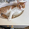 cat, orange_cat, white_cat, tabby, pet, animal, sink, bathroom, faucet, toiletries, cream_container, countertop, indoor, sitting, lying_down, relaxed, portrait, fur, whiskers, household