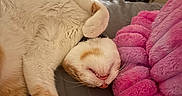 Cheddar Bob is registered to the contest to win money with this photo: cat, sleeping, cream_fur, upside_down, indoor, bed, blanket, pink_blanket, cuddly, relaxed, furry, whiskers, pink_nose, tongue, paws, toe_beans, closeup, cozy, pet, portrait