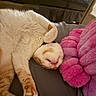 cat, sleeping, cream_fur, upside_down, indoor, bed, blanket, pink_blanket, cuddly, relaxed, furry, whiskers, pink_nose, tongue, paws, toe_beans, closeup, cozy, pet, portrait