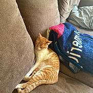 Cheddar Bob is registered to the contest to win money with this photo: cat, orange_cat, sleeping, relaxed, pet, animal, feline, couch, sofa, blanket, pillows, indoor, home, cozy, resting, stretched_out, orange_and_white, whiskers, furry, nap