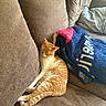 cat, orange_cat, sleeping, relaxed, pet, animal, feline, couch, sofa, blanket, pillows, indoor, home, cozy, resting, stretched_out, orange_and_white, whiskers, furry, nap