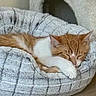 cat, orange_cat, white_cat, sleeping, sleepy, curled_up, pet, animal, feline, cozy, blanket, pet_bed, indoors, home, resting, relaxed, soft, gray, close_up, nap