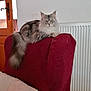 cat, feline, fluffy_tail, armchair, red_fabric, indoor, domestic_animal, green_eyes, resting, looking_at_camera, furniture, wooden_door, radiator, cozy, pet, home, relaxed, quiet, calm, animal