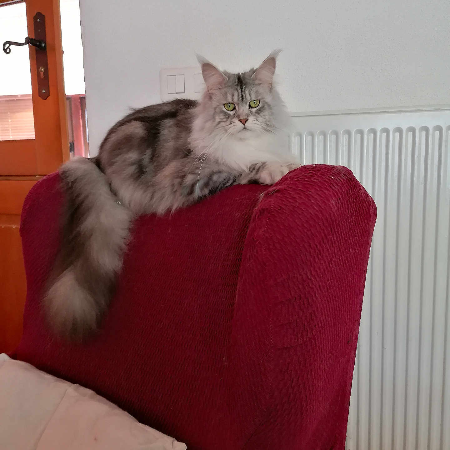 Tallisia participe au concours pour gagner de l'argent avec cette photo : animal, armchair, calm, cat, cozy, domestic_animal, feline, fluffy_tail, furniture, green_eyes, home, indoor, looking_at_camera, pet, quiet, radiator, red_fabric, relaxed, resting, wooden_door