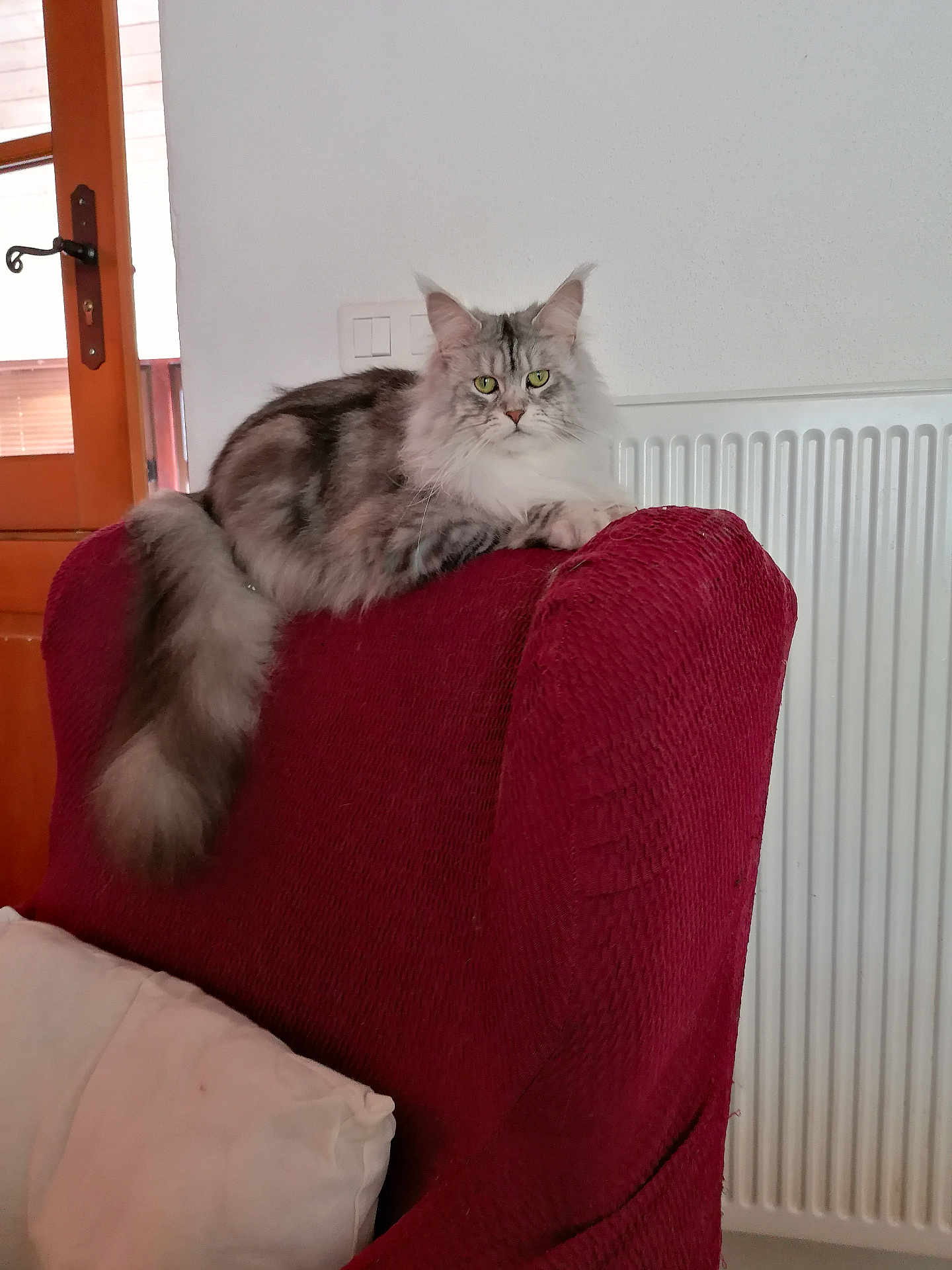 Tallisia participe au concours pour gagner de l'argent avec cette photo : cat, feline, fluffy_tail, armchair, red_fabric, indoor, domestic_animal, green_eyes, resting, looking_at_camera, furniture, wooden_door, radiator, cozy, pet, home, relaxed, quiet, calm, animal