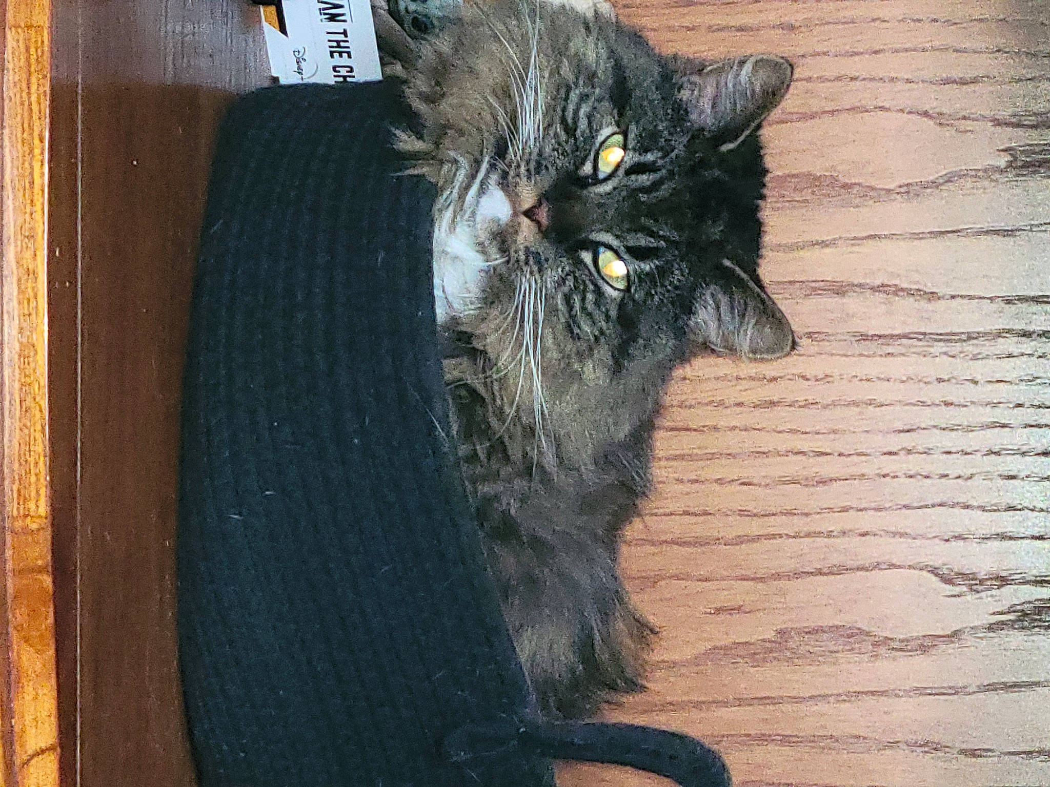 Bebe is registered to the contest to win money with this photo: black_cat, box, cardboard, carnivore, cat, claw, domestic_short_haired_cat, felidae, flooring, fur, grey, hardwood, paw, plank, small_to_medium_sized_cats, tail, whiskers, window, wood, wood_stain