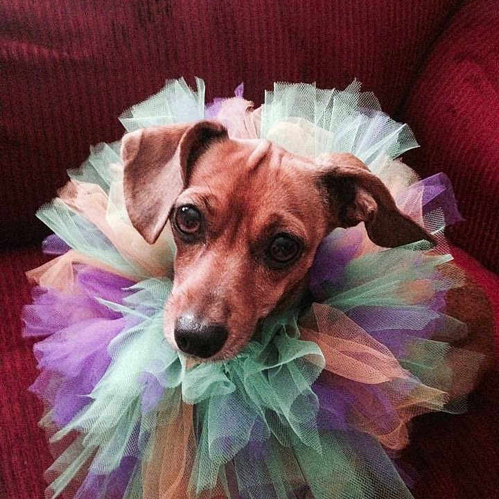 Lotti joined the competition — help win amazing prizes!