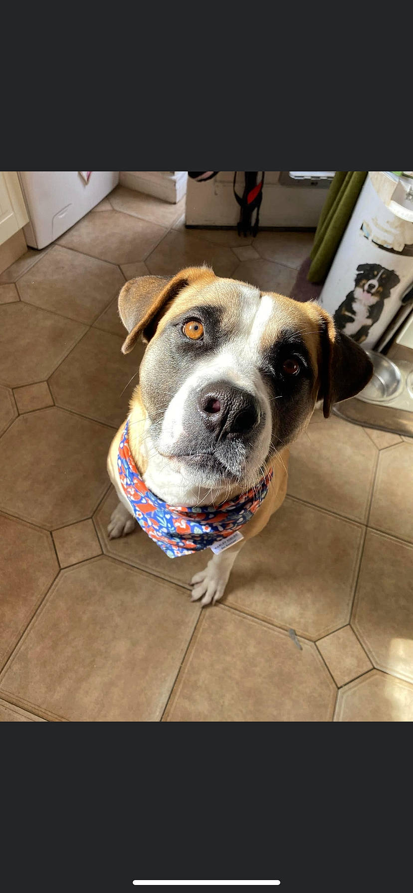 Annie is registered to the contest to win money with this photo: canidae, carnivore, collar, companion_dog, dog, dog_breed, dog_collar, fawn, flooring, fur, leash, metal, non_sporting_group, pet_supply, sporting_group, square, whiskers, window, working_animal, working_dog