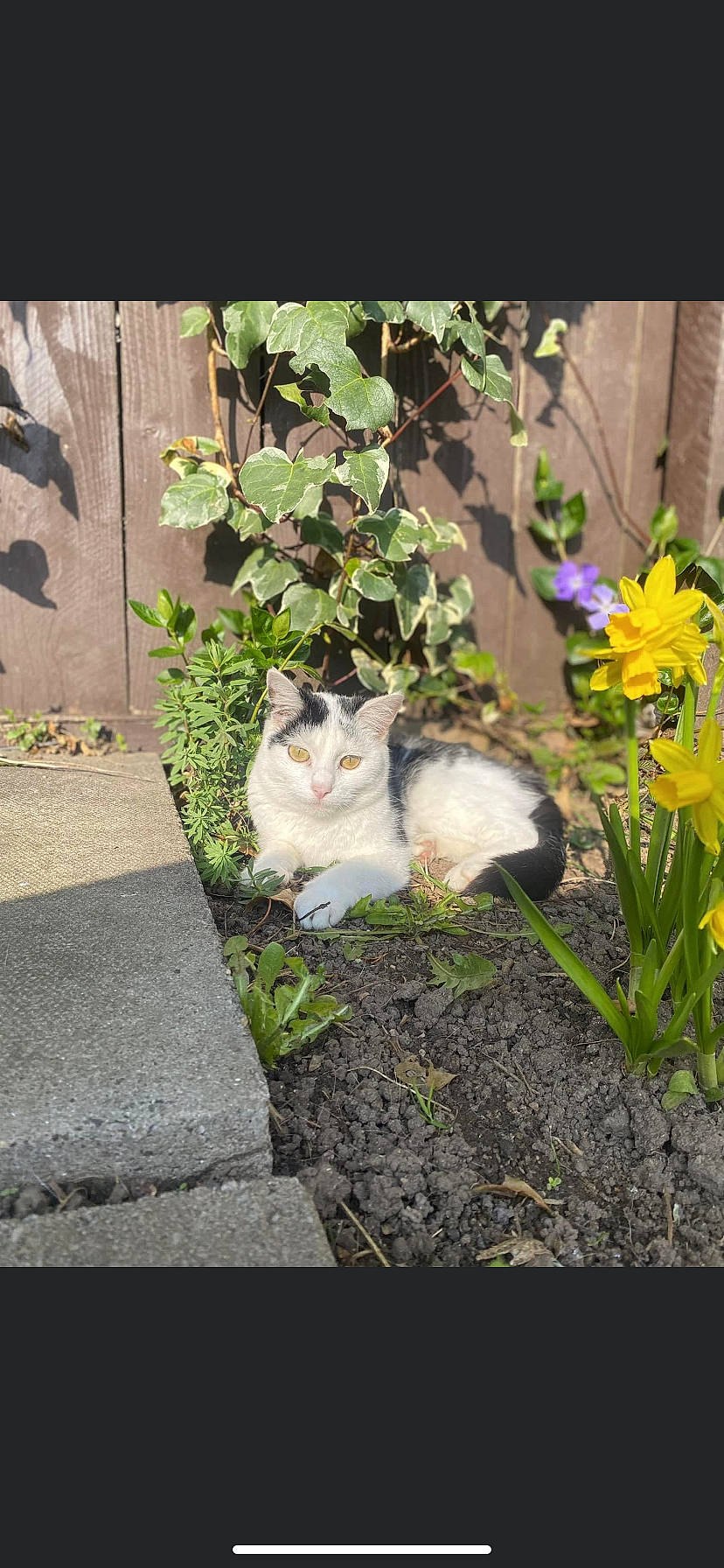 Jess is registered to the contest to win money with this photo: annual_plant, asphalt, carnivore, cat, domestic_short_haired_cat, fawn, felidae, flower, grass, groundcover, herbaceous_plant, petal, plant, road_surface, shrub, sidewalk, small_to_medium_sized_cats, tail, whiskers, wood
