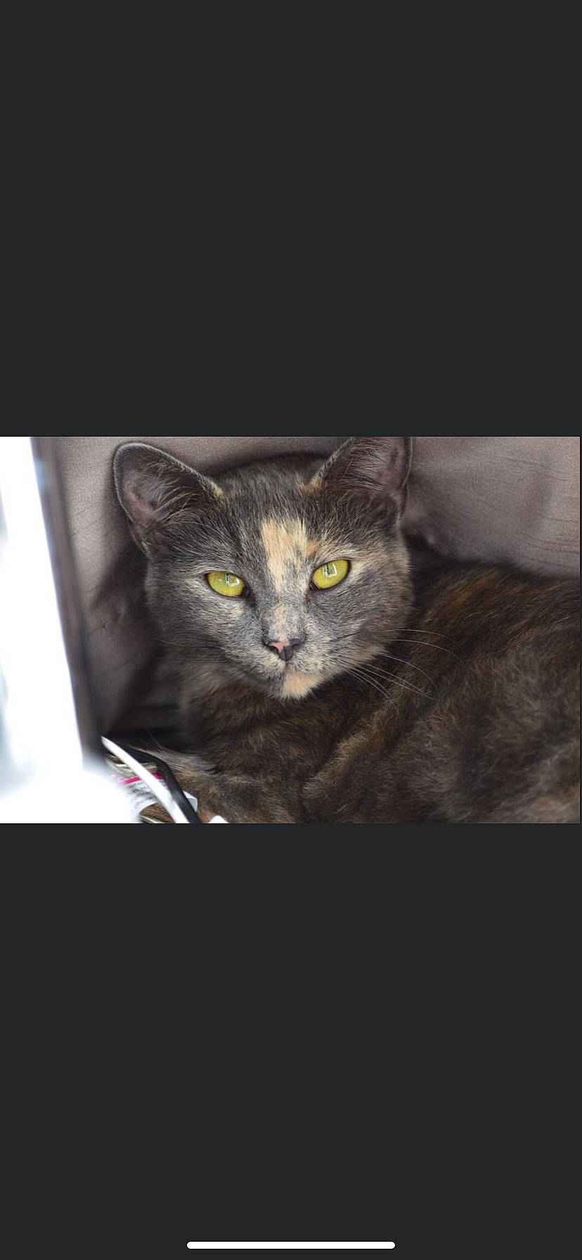 Bobbin is registered to the contest to win money with this photo: art, carnivore, cat, darkness, domestic_short_haired_cat, felidae, fur, photo_caption, small_to_medium_sized_cats, snout, tail, terrestrial_animal, whiskers, wildlife, window