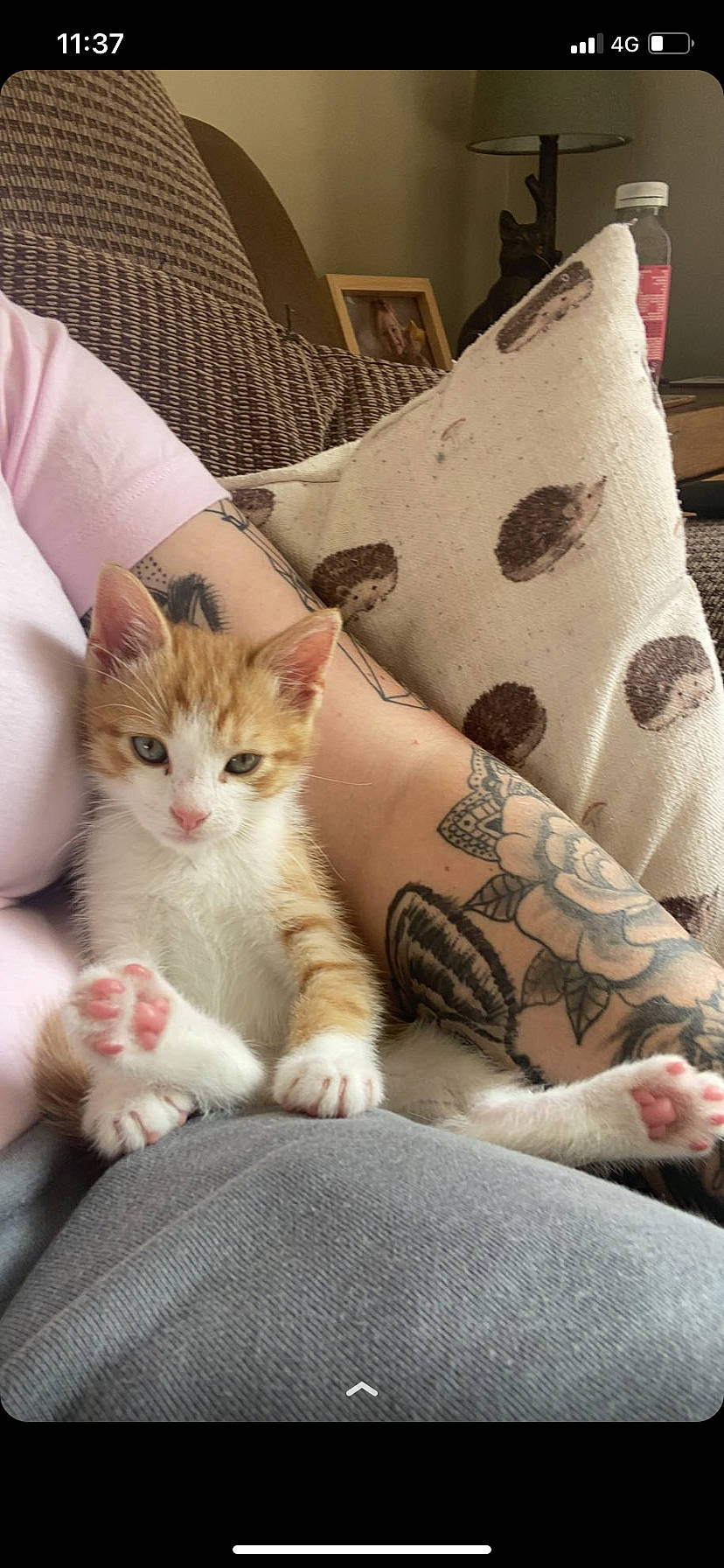 Rascal joined the competition — help win amazing prizes! bed, bedding, carnivore, cat, comfort, domestic_short_haired_cat, fawn, felidae, foot, fur, gesture, human_leg, linens, mammal, nail, pillow, small_to_medium_sized_cats, textile, thigh, whiskers