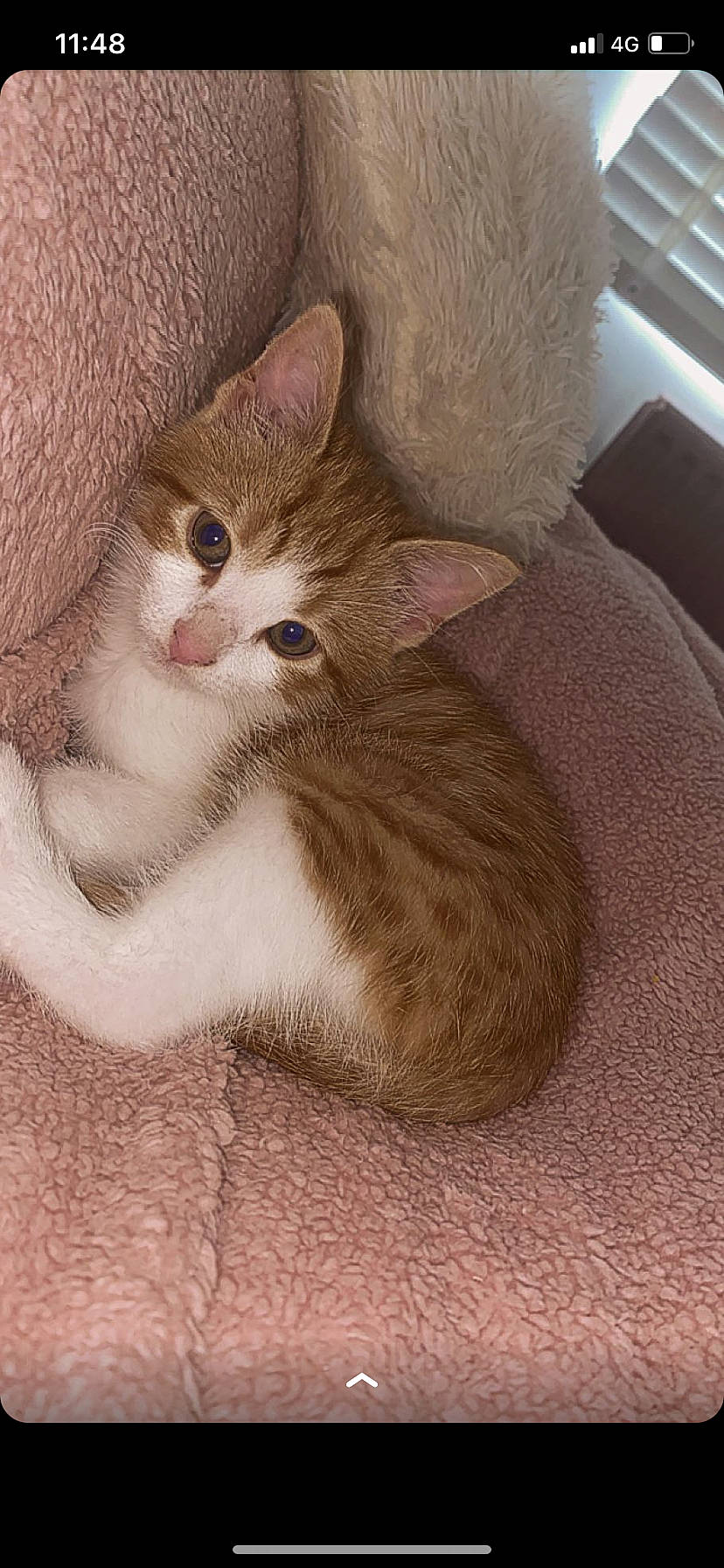 Rascal joined the competition — help win amazing prizes! art, carnivore, cat, cat_supply, claw, comfort, domestic_short_haired_cat, ear, eye, fawn, felidae, foot, fur, iris, paw, photo_caption, small_to_medium_sized_cats, snout, tail, whiskers