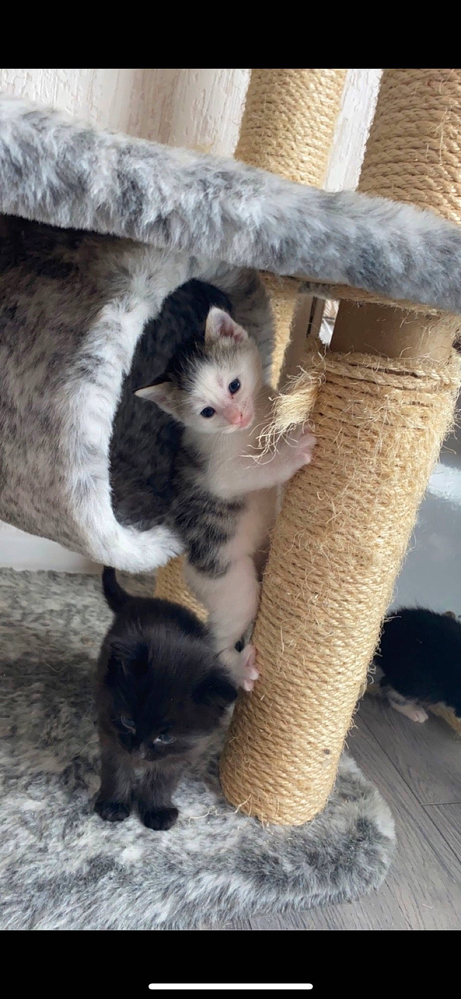 Piper is registered to the contest to win money with this photo: carnivore, cat, comfort, dog_breed, domestic_short_haired_cat, fawn, felidae, ferret, fur, paw, small_to_medium_sized_cats, snout, tail, terrestrial_animal, whiskers