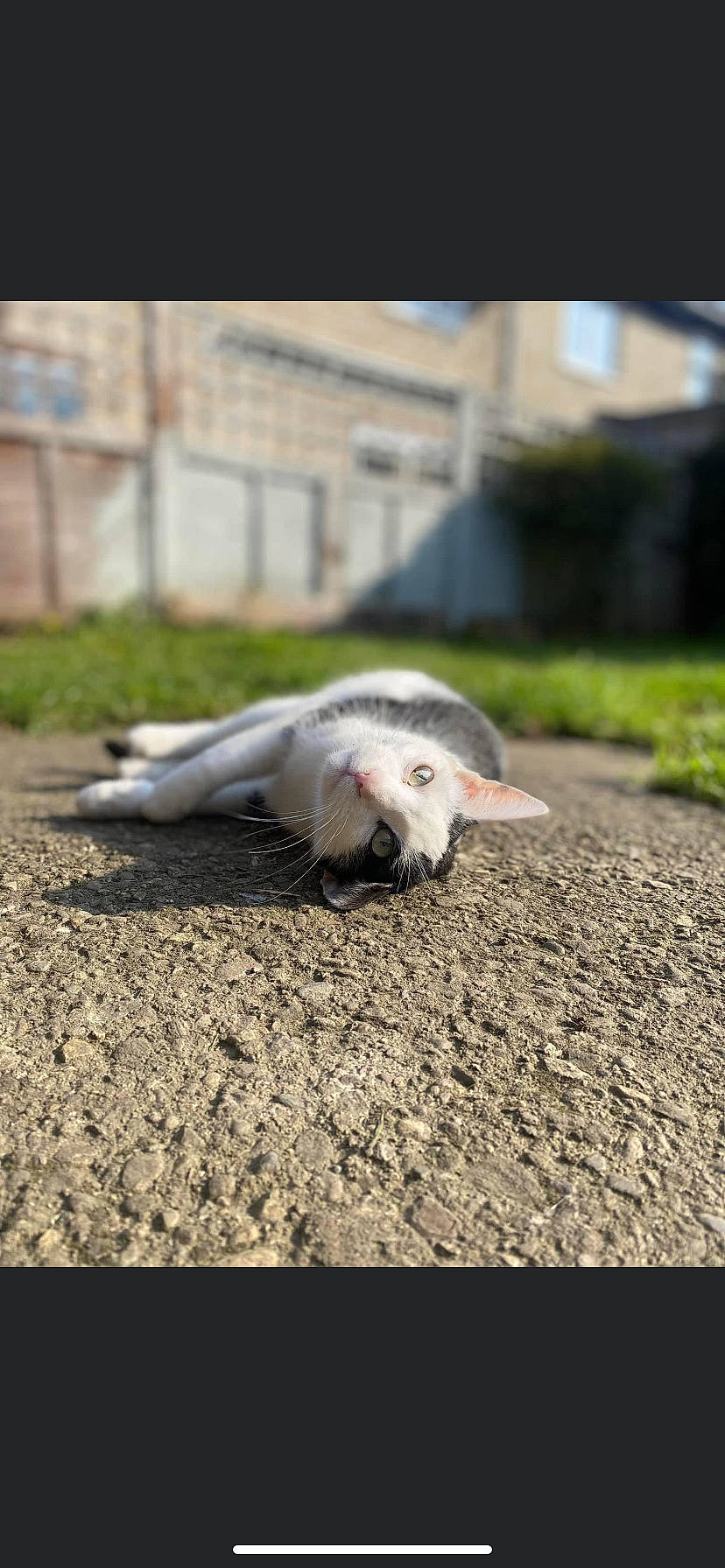 Jeff is registered to the contest to win money with this photo: asphalt, beak, cat, charadriiformes, feather, felidae, flooring, grass, landscape, plant, road, road_surface, seabird, small_to_medium_sized_cats, soil, tail, whiskers, wildlife, wing, wood