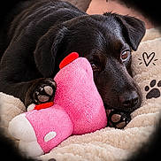 Onyx participe au concours pour gagner de l'argent avec cette photo : dog, puppy, black_dog, pet, animal, cuddling, stuffed_animal, pink_toy, plush_toy, blanket, cozy, indoors, lying_down, paws, brown_eyes, floppy_ears, black_fur, cute, heart, portrait