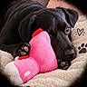 dog, puppy, black_dog, pet, animal, cuddling, stuffed_animal, pink_toy, plush_toy, blanket, cozy, indoors, lying_down, paws, brown_eyes, floppy_ears, black_fur, cute, heart, portrait