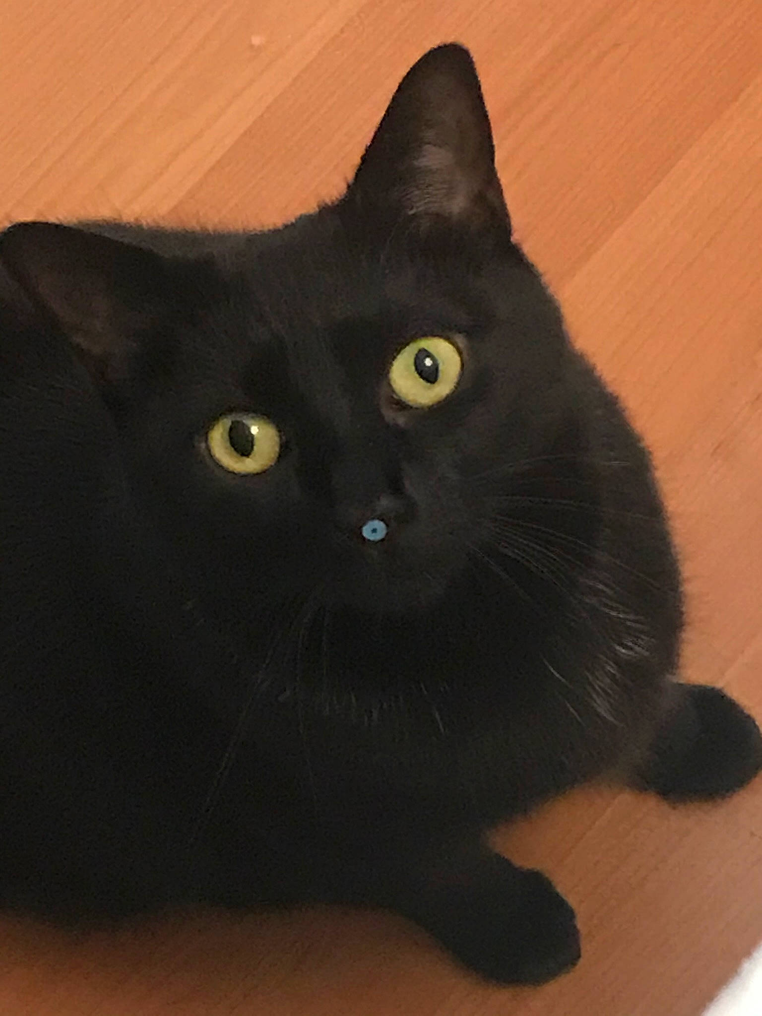 Pénélope participe au concours pour gagner de l'argent avec cette photo : black_cat, bombay, carnivore, cat, claw, domestic_short_haired_cat, felidae, fur, small_to_medium_sized_cats, snout, tail, terrestrial_animal, whiskers