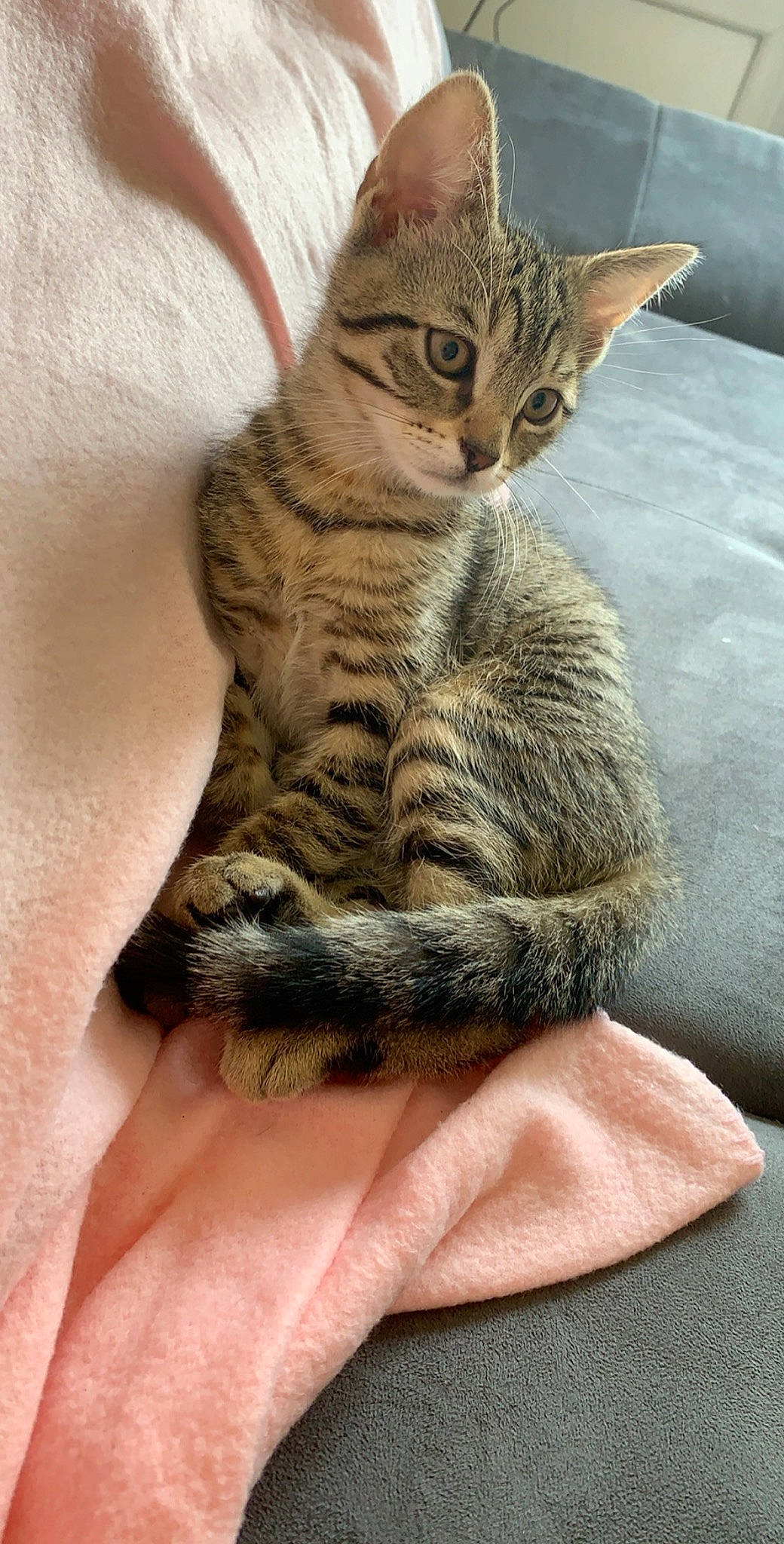 Naya a rejoint le concours — aidez-le/la à gagner de superbes lots ! asian, australian_mist, california_spangled, carnivore, cat, domestic_short_haired_cat, dragon_li, egyptian_mau, european_shorthair, felidae, kitten, mammal, ocicat, pixie_bob, small_to_medium_sized_cats, sokoke, tabby_cat, toyger, vertebrate, whiskers