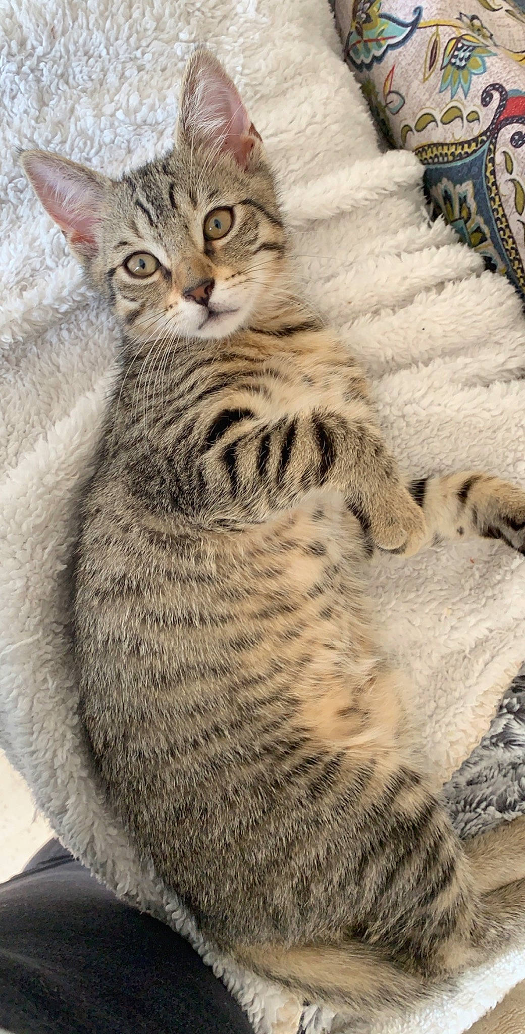 Naya participe au concours pour gagner de l'argent avec cette photo : american_shorthair, american_wirehair, asian, australian_mist, california_spangled, carnivore, cat, domestic_short_haired_cat, dragon_li, egyptian_mau, european_shorthair, felidae, kitten, mammal, ocicat, pixie_bob, small_to_medium_sized_cats, tabby_cat, vertebrate, whiskers