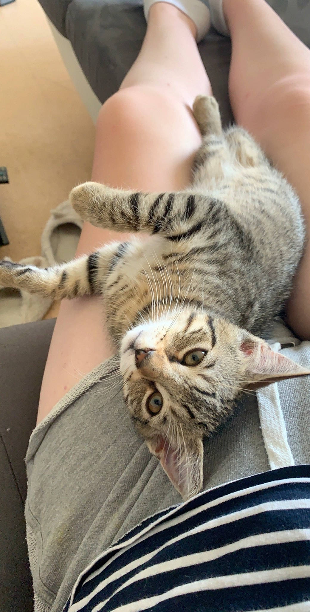 Naya participe au concours pour gagner de l'argent avec cette photo : american_shorthair, asian, australian_mist, california_spangled, carnivore, cat, domestic_short_haired_cat, dragon_li, egyptian_mau, european_shorthair, felidae, fur, kitten, mammal, ocicat, pixie_bob, savannah, small_to_medium_sized_cats, tabby_cat, whiskers