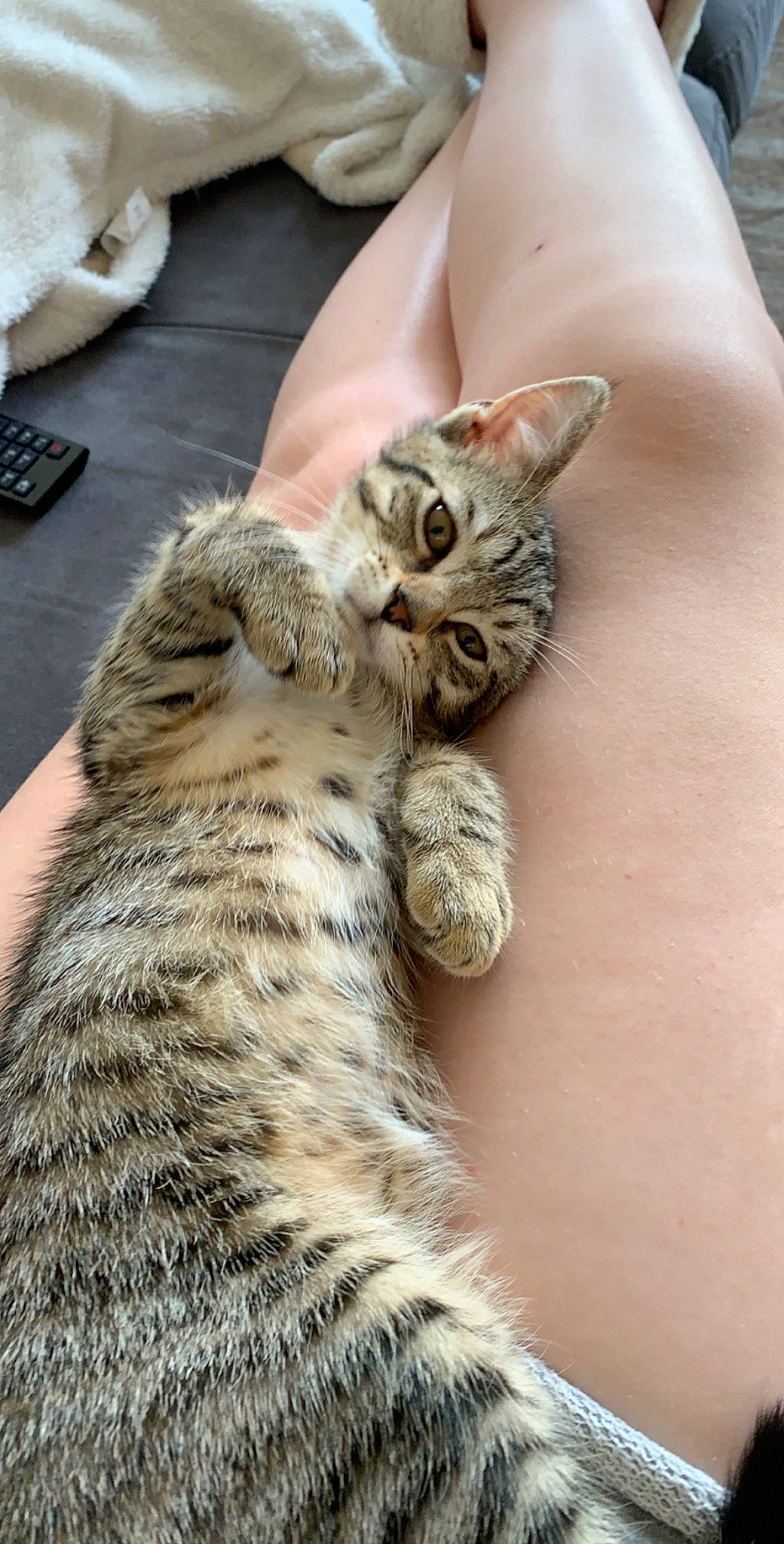 Naya participe au concours pour gagner de l'argent avec cette photo : american_shorthair, asian, australian_mist, bengal, california_spangled, carnivore, cat, domestic_short_haired_cat, dragon_li, egyptian_mau, european_shorthair, felidae, mammal, pixie_bob, savannah, small_to_medium_sized_cats, snout, tabby_cat, vertebrate, whiskers