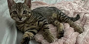 Cece is registered to the contest to win money with this photo: kitten, tabby, cat, pet, animal, feline, cute, lying_down, bedroom, blanket, soft, fur, ears, whiskers, paws, indoors, cozy, resting, young, curious