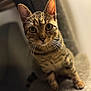 Cece is registered to the contest to win money with this photo: animal, carpet, cat, closeup, curious, cute, domestic, ears, eyes, feline, fur, indoor, looking, mammal, pet, portrait, sitting, soft, tabby, whiskers