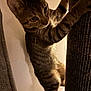 Cece joined the competition — help win amazing prizes! animal, cat, claws, climbing, closeup, curious, eyes, feline, fur, indoor, kitten, paws, pet, playful, scratching_post, tabby, texture, wall, whiskers, young