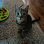 kitten, cat, tabby, indoor, pet, curious, wide_eyes, toy, rug, floor, wood_floor, striped, small, young_cat, animal, feline, whiskers, ears, sitting, looking_up