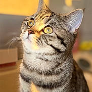 Nala a rejoint le concours — aidez-le/la à gagner de superbes lots ! animal, cat, close_up, curious, cute, domestic_cat, feline, fur, golden_eyes, indoor, looking_up, mammal, pet, portrait, soft_focus, striped, sunlight, tabby, warm_light, whiskers