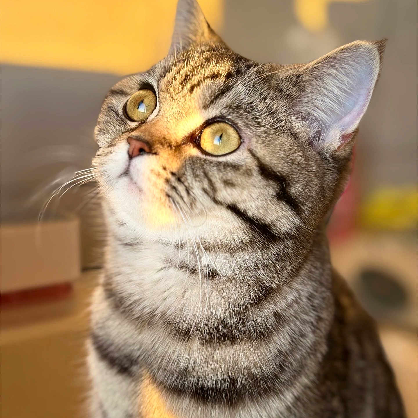 Nala a rejoint le concours — aidez-le/la à gagner de superbes lots ! animal, cat, close_up, curious, cute, domestic_cat, feline, fur, golden_eyes, indoor, looking_up, mammal, pet, portrait, soft_focus, striped, sunlight, tabby, warm_light, whiskers