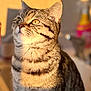 animal, background_blur, cat, closeup, cute, domestic_cat, ears, feline, fur, indoor, looking_up, pet, portrait, soft_light, striped_fur, sunlight, tabby, warm_tone, whiskers, yellow_eyes