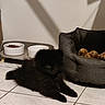 puppy, dog, black_fur, pet_bed, toy, food_bowl, water_bowl, tile_floor, indoor, shadow, wall, cozy, animal, pet, resting, cute, small, fluffy, companion, domestic