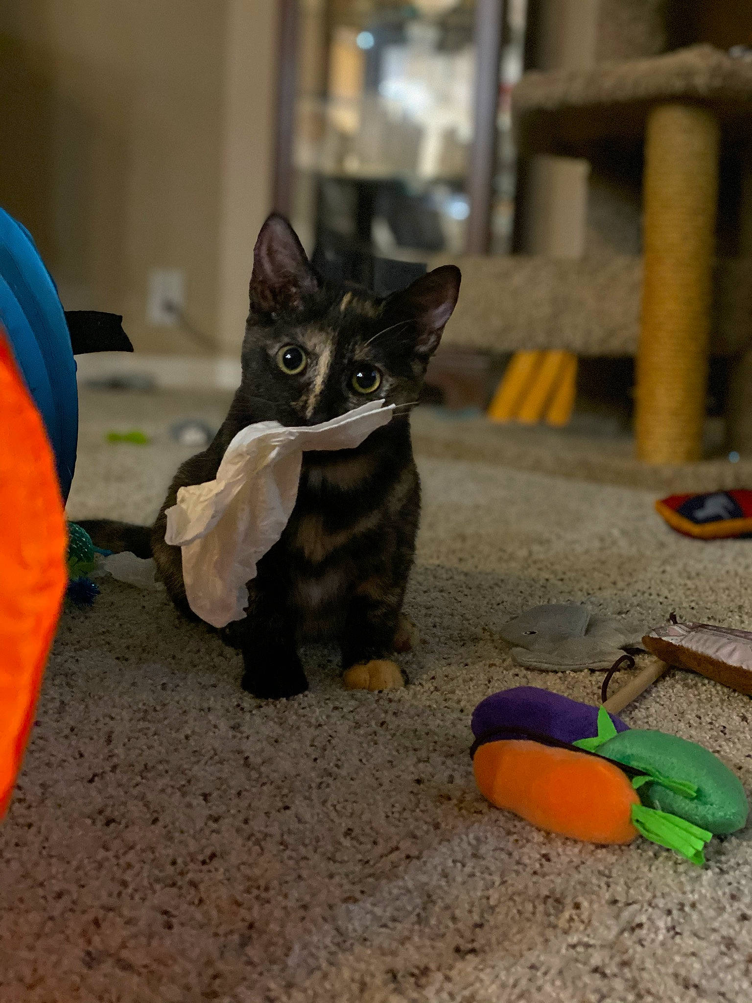 Pepper joined the competition — help win amazing prizes! black_cat, carnivore, cat, claw, domestic_short_haired_cat, felidae, flooring, fur, office_supplies, paw, plastic, sand, small_to_medium_sized_cats, snout, soil, tail, toy, vertebrate, whiskers, wood