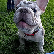 Mikaela is registered to the contest to win money with this photo: dog, french_bulldog, puppy, pet, animal, outdoor, grass, lawn, portrait, close_up, large_ears, wrinkles, blue_eyes, collar, leash, standing, funny_expression, park, person, denim