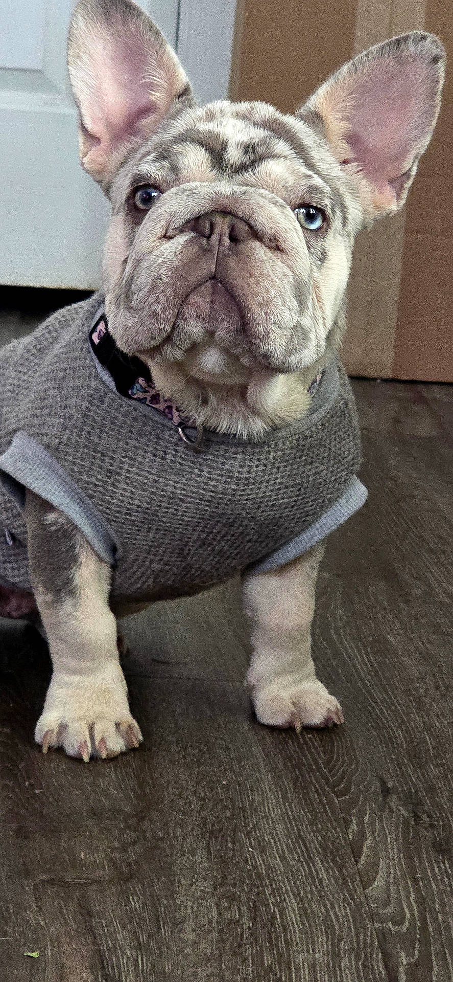 Mikaela is registered to the contest to win money with this photo: animal, blue_eye, close_up, clothing, cute, dog, french_bulldog, funny, gray, heterochromia, home, indoors, large_ears, pet, portrait, puppy, standing, sweater, wooden_floor, wrinkles
