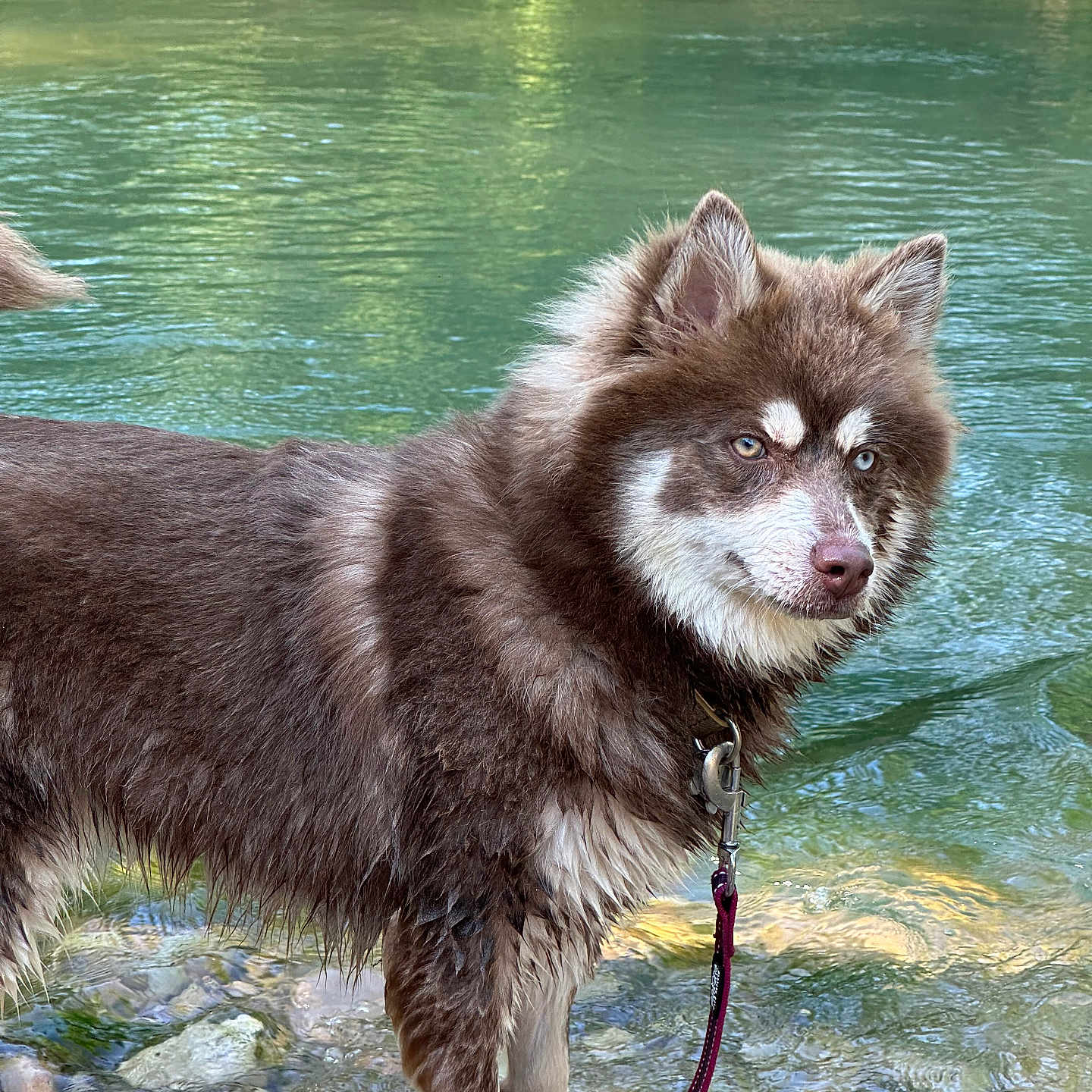 Venus a rejoint le concours — aidez-le/la à gagner de superbes lots ! accessories, animal, canine, clothing, collar, dog, eskimodog, footwear, husky, lake, leash, nature, outdoors, pet, pond, puppy, rock, shoe, strap, water